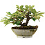 Cotoneaster horizontalis, 14,2 cm, ± 6 jaar oud, zorgvuldig met de hand gestyled en gekweekt door Mario Komsta zelf