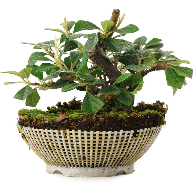 Cotoneaster horizontalis, 11,2 cm, ± 6 jaar oud, rechtstreeks uit de handen van meester Mario Komsta, persoonlijk gekweekt en gestyled