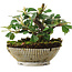 Cotoneaster horizontalis, 11,2 cm, ± 6 jaar oud, met de hand gestyled door Mario Komstra