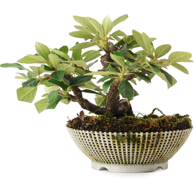 Cotoneaster Horizontalis, 14,2 cm, ± 6 anni, accuratamente selezionato e coltivato a mano dallo stesso Mario Komsta