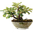 Cotoneaster horizontalis, 14,2 cm, ± 6 jaar oud, met de hand gestyled door Mario Komstra