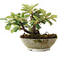 Cotoneaster horizontalis, 14,2 cm, ± 6 jaar oud, zorgvuldig met de hand gestyled en gekweekt door Mario Komsta zelf