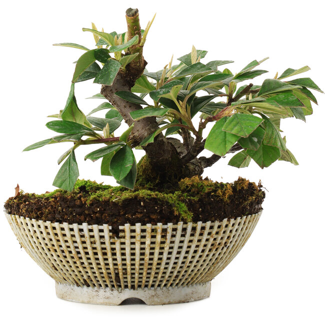 Cotoneaster horizontalis, 11,2 cm, ± 6 ans, directement des mains du maître Mario Komsta, cultivé et stylisé personnellement