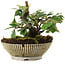 Cotoneaster horizontalis, 11,2 cm, ± 6 jaar oud, met de hand gestyled door Mario Komstra