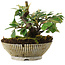 Cotoneaster horizontalis, 11,2 cm, ± 6 jaar oud, rechtstreeks uit de handen van meester Mario Komsta, persoonlijk gekweekt en gestyled