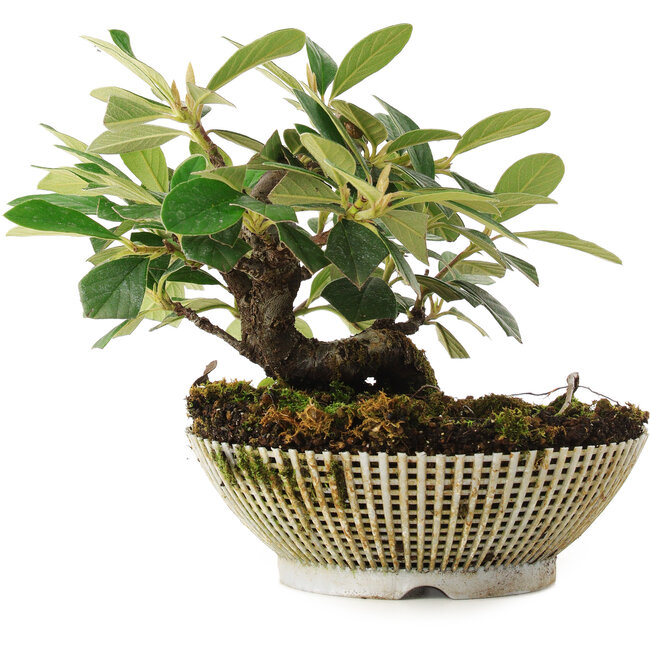 Cotoneaster horizontalis, 14,2 cm, ± 6 ans, soigneusement stylisé à la main et cultivé par Mario Komsta lui-même