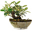 Cotoneaster horizontalis, 14,2 cm, ± 6 jaar oud, met de hand gestyled door Mario Komstra