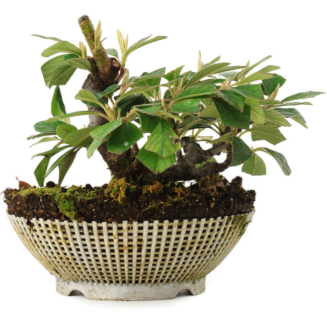 Cotoneaster horizontalis, 11,2 cm, ± 6 jaar oud, rechtstreeks uit de handen van meester Mario Komsta, persoonlijk gekweekt en gestyled