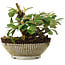 Cotoneaster horizontalis, 11,2 cm, ± 6 jaar oud, met de hand gestyled door Mario Komstra