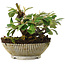 Cotoneaster horizontalis, 11,2 cm, ± 6 jaar oud, rechtstreeks uit de handen van meester Mario Komsta, persoonlijk gekweekt en gestyled