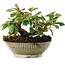 Cotoneaster horizontalis, 11,2 cm, ± 6 jaar oud, met de hand gestyled door Mario Komstra