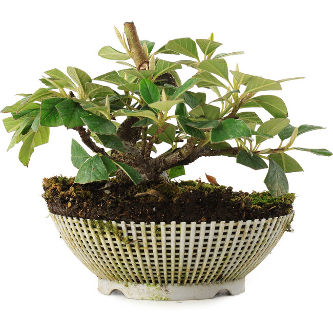 Cotoneaster horizontalis, 11,2 cm, ± 6 ans, directement des mains du maître Mario Komsta, cultivé et stylisé personnellement