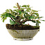 Cotoneaster horizontalis, 11,2 cm, ± 6 jaar oud, met de hand gestyled door Mario Komstra