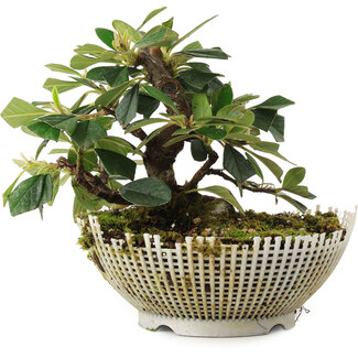  Mario Komsta Cotoneaster horizontalis, 13,5 cm, ± 6 ans