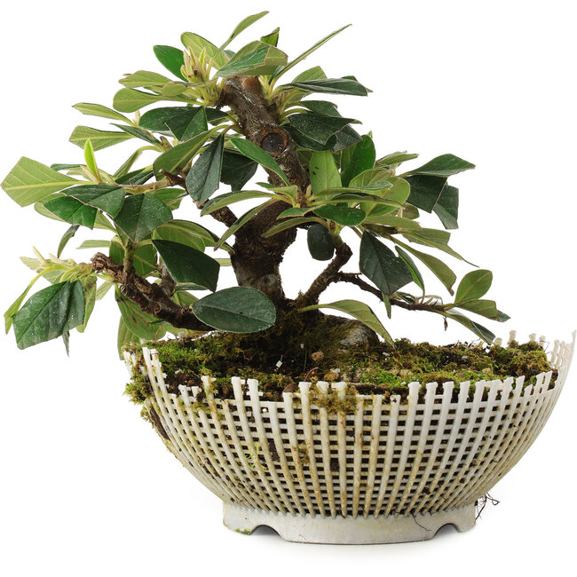 Cotoneaster horizontalis, 13,5 cm, ± 6 jaar oud, persoonlijk gekweekt en gevormd door Mario Komsta