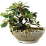 Cotoneaster horizontalis, 13,5 cm, ± 6 jaar oud, met de hand gestyled door Mario Komstra