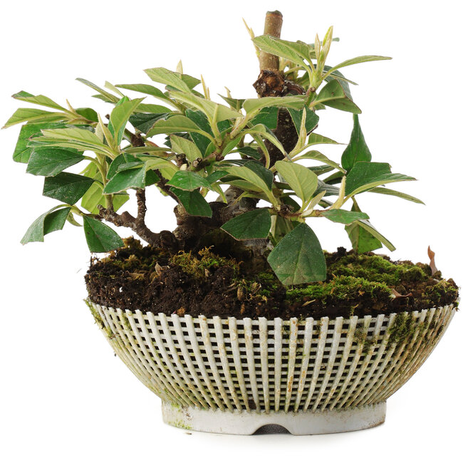 Cotoneaster horizontalis, 11,2 cm, ± 6 años, directamente de las manos del maestro Mario Komsta, cultivado y peinado personalmente