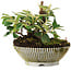 Cotoneaster horizontalis, 11,2 cm, ± 6 jaar oud, met de hand gestyled door Mario Komstra