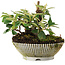 Cotoneaster horizontalis, 11,2 cm, ± 6 jaar oud, rechtstreeks uit de handen van meester Mario Komsta, persoonlijk gekweekt en gestyled