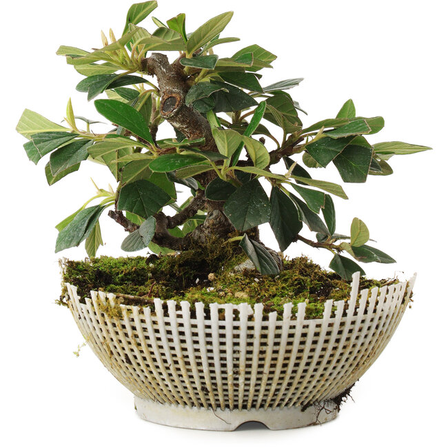 Cotoneaster Horizontalis, 13,5 cm, ± 6 anni, coltivato e modellato personalmente da Mario Komsta