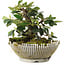 Cotoneaster horizontalis, 13,5 cm, ± 6 jaar oud, met de hand gestyled door Mario Komstra