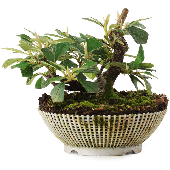 Cotoneaster horizontalis, 11,2 cm, ± 6 jaar oud, rechtstreeks uit de handen van meester Mario Komsta, persoonlijk gekweekt en gestyled