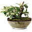 Cotoneaster horizontalis, 11,2 cm, ± 6 jaar oud, met de hand gestyled door Mario Komstra