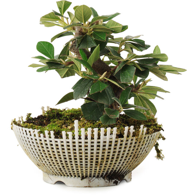 Cotoneaster horizontalis, 13,5 cm, ± 6 jaar oud, persoonlijk gekweekt en gevormd door Mario Komsta