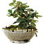 Cotoneaster horizontalis, 13,5 cm, ± 6 jaar oud, met de hand gestyled door Mario Komstra