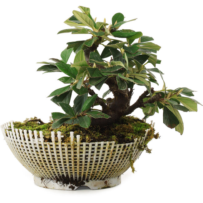 Cotoneaster horizontalis, 13,5 cm, ± 6 años, cultivado y moldeado personalmente por Mario Komsta