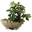 Cotoneaster Horizontalis, 13,5 cm, ± 6 anni, coltivato e modellato personalmente da Mario Komsta