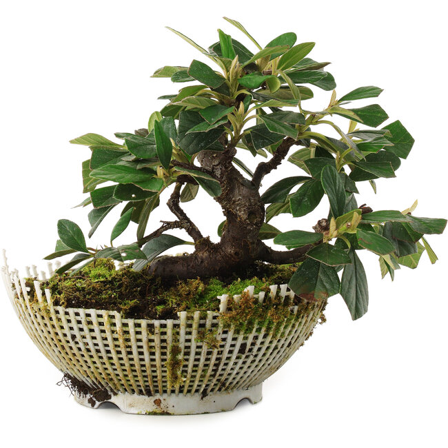 Cotoneaster horizontalis, 13,5 cm, ± 6 Jahre alt, persönlich gezüchtet und geformt von Mario Komsta