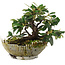Cotoneaster horizontalis, 13,5 cm, ± 6 jaar oud, persoonlijk gekweekt en gevormd door Mario Komsta
