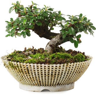  Mario Komsta Cotoneaster horizontalis, 10 cm, ± 6 ans