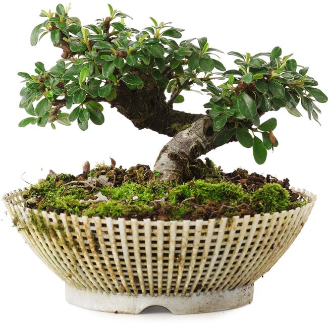 Cotoneaster horizontalis, 10 cm, ± 6 jaar oud, met de hand gestyled door Mario Komstra