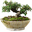 Cotoneaster horizontalis, 10 cm, ± 6 jaar oud, met de hand gestyled door Mario Komstra