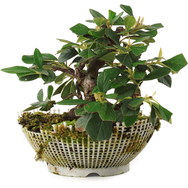 Cotoneaster Horizontalis, 13,5 cm, ± 6 anni, coltivato e modellato personalmente da Mario Komsta