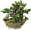 Cotoneaster horizontalis, 13,5 cm, ± 6 jaar oud, met de hand gestyled door Mario Komstra