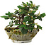 Cotoneaster horizontalis, 13,5 cm, ± 6 jaar oud, persoonlijk gekweekt en gevormd door Mario Komsta