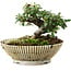 Cotoneaster horizontalis, 10 cm, ± 6 jaar oud, met de hand gestyled door Mario Komstra