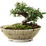 Cotoneaster horizontalis, 10 cm, ± 6 years old, hand-styled by Mario Komstra