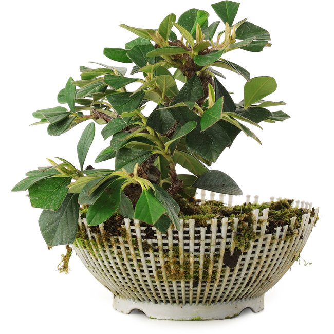 Cotoneaster horizontalis, 13,5 cm, ± 6 jaar oud, persoonlijk gekweekt en gevormd door Mario Komsta