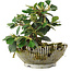 Cotoneaster horizontalis, 13,5 cm, ± 6 jaar oud, met de hand gestyled door Mario Komstra