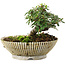 Cotoneaster horizontalis, 10 cm, ± 6 jaar oud, met de hand gestyled door Mario Komstra