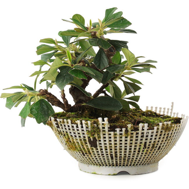 Cotoneaster horizontalis, 13,5 cm, ± 6 años, cultivado y moldeado personalmente por Mario Komsta