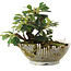 Cotoneaster horizontalis, 13,5 cm, ± 6 jaar oud, met de hand gestyled door Mario Komstra