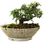 Cotoneaster horizontalis, 10 cm, ± 6 jaar oud, met de hand gestyled door Mario Komstra