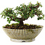 Cotoneaster horizontalis, 10 cm, ± 6 jaar oud, met de hand gestyled door Mario Komstra