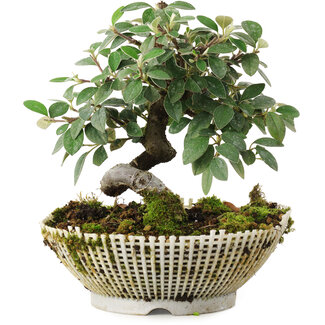  Mario Komsta Cotoneaster Horizontalis, 15 cm, ± 6 anni