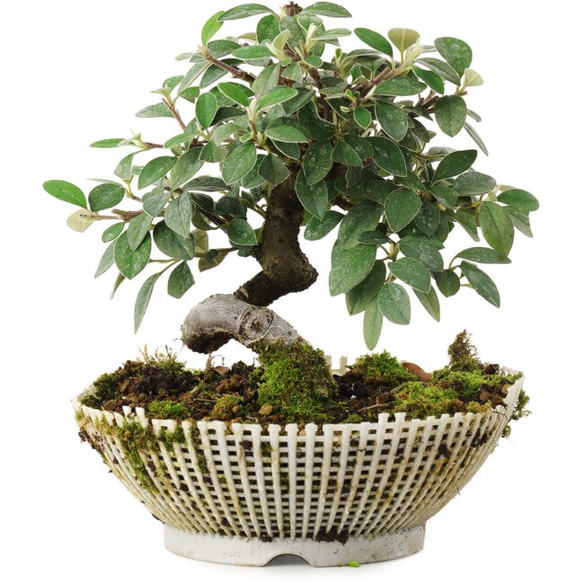 Cotoneaster horizontalis, 15 cm, ± 6 jaar oud, met de hand gestyled door Mario Komstra